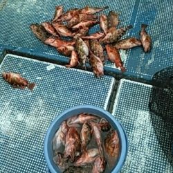 フィッシングガイド りょう 釣果