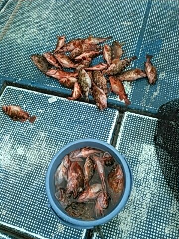 フィッシングガイド りょう 釣果