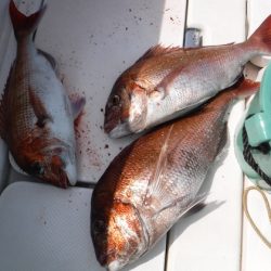 BlueNote Fishing Taxi 釣果