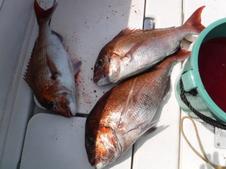 BlueNote Fishing Taxi 釣果