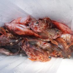 遊漁船 幸友丸 釣果