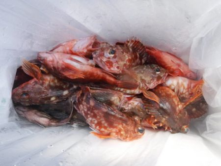 遊漁船 幸友丸 釣果