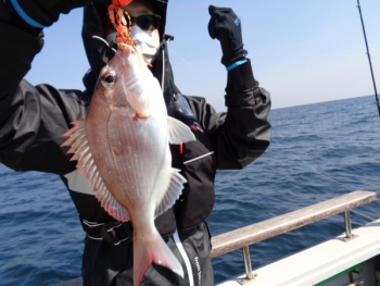 鯛紅丸 釣果
