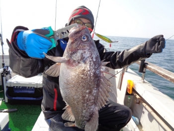 鯛紅丸 釣果