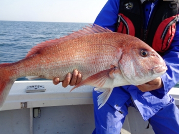 鯛紅丸 釣果