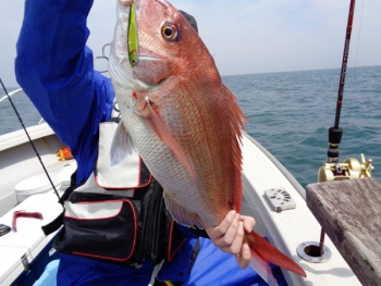 鯛紅丸 釣果