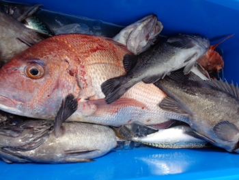 鯛紅丸 釣果
