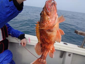 鯛紅丸 釣果