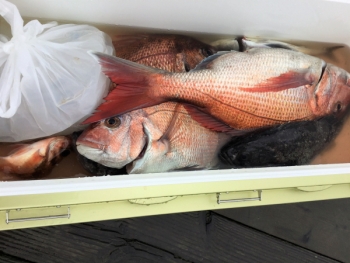 鯛紅丸 釣果
