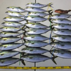 Hit Rush(ヒット ラッシュ） 釣果