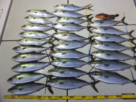 Hit Rush(ヒット ラッシュ） 釣果…