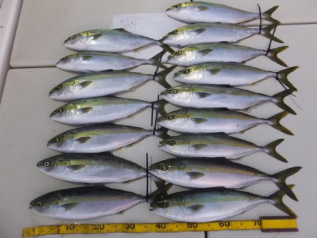 Hit Rush(ヒット ラッシュ) 釣果