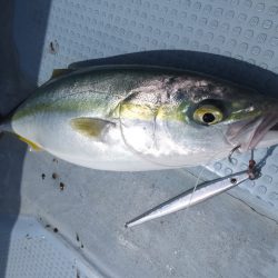 Hit Rush(ヒット ラッシュ) 釣果