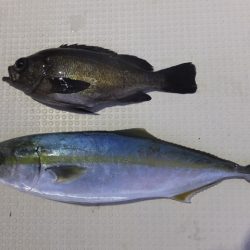 Hit Rush(ヒット ラッシュ） 釣果