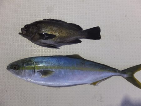 Hit Rush(ヒット ラッシュ） 釣果…