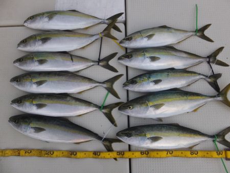 Hit Rush(ヒット ラッシュ） 釣果…