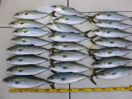 Hit Rush(ヒット ラッシュ） 釣果…