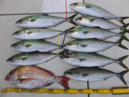 Hit Rush(ヒット ラッシュ） 釣果