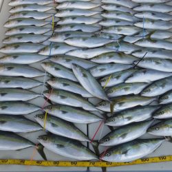 Hit Rush(ヒット ラッシュ） 釣果