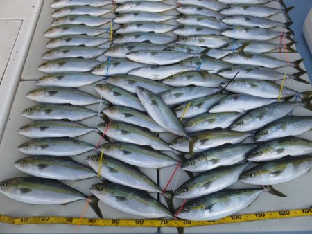 Hit Rush(ヒット ラッシュ） 釣果…