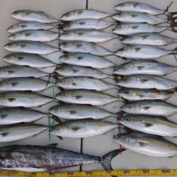 Hit Rush(ヒット ラッシュ） 釣果