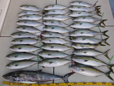 Hit Rush(ヒット ラッシュ） 釣果…