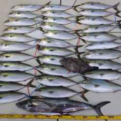 Hit Rush(ヒット ラッシュ） 釣果