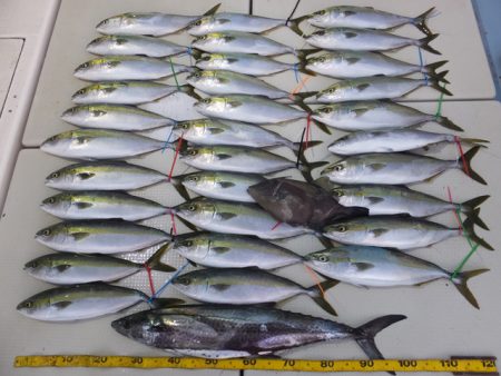 Hit Rush(ヒット ラッシュ） 釣果…