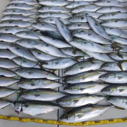 Hit Rush(ヒット ラッシュ) 釣果