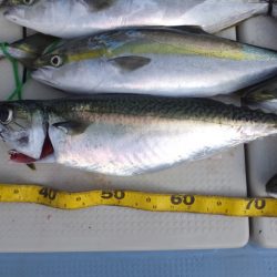 Hit Rush(ヒット ラッシュ) 釣果