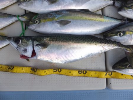 Hit Rush(ヒット ラッシュ) 釣果