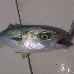 Hit Rush(ヒット ラッシュ) 釣果