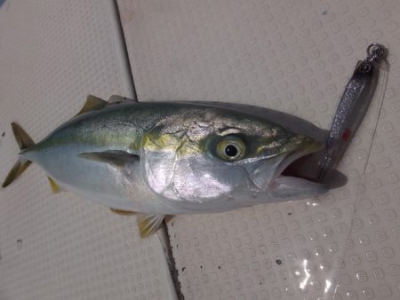 Hit Rush(ヒット ラッシュ） 釣果…