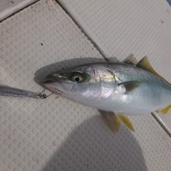 Hit Rush(ヒット ラッシュ) 釣果