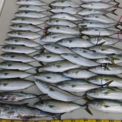 Hit Rush(ヒット ラッシュ) 釣果