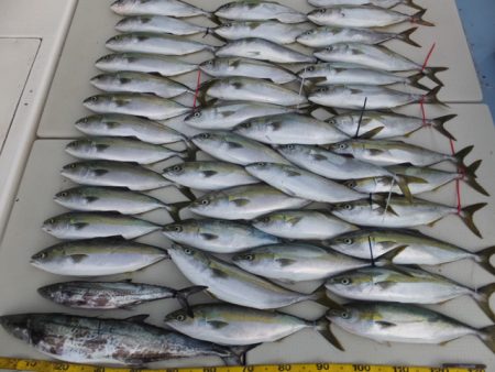 Hit Rush(ヒット ラッシュ) 釣果