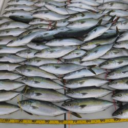 Hit Rush(ヒット ラッシュ） 釣果