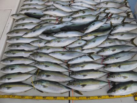 Hit Rush(ヒット ラッシュ） 釣果…