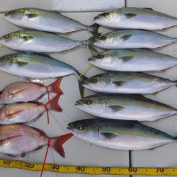 Hit Rush(ヒット ラッシュ） 釣果