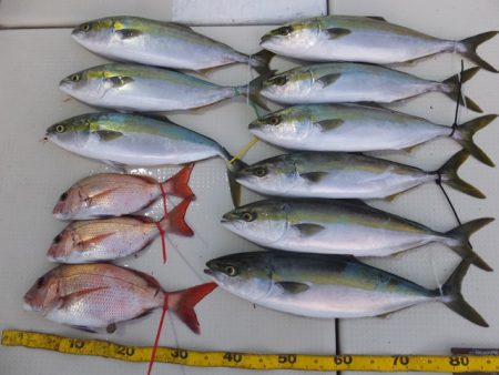 Hit Rush(ヒット ラッシュ） 釣果…