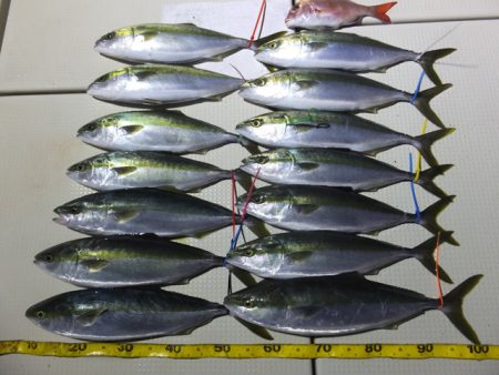 Hit Rush(ヒット ラッシュ） 釣果…