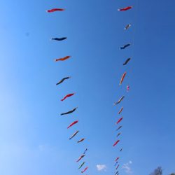 小菅トラウトガーデン 釣果