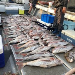 幸風（さちかぜ） 釣果