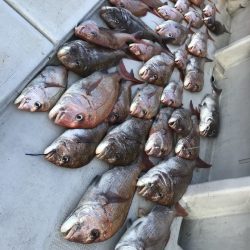 寿裕 （YOSHIHIRO） 釣果