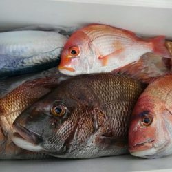 遊漁船 新鋭丸 釣果