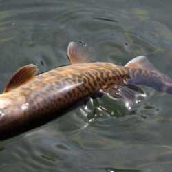 小菅トラウトガーデン 釣果