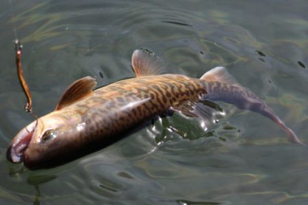 小菅トラウトガーデン 釣果