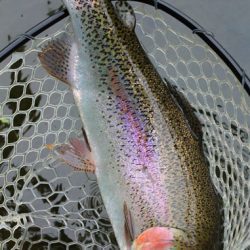 小菅トラウトガーデン 釣果