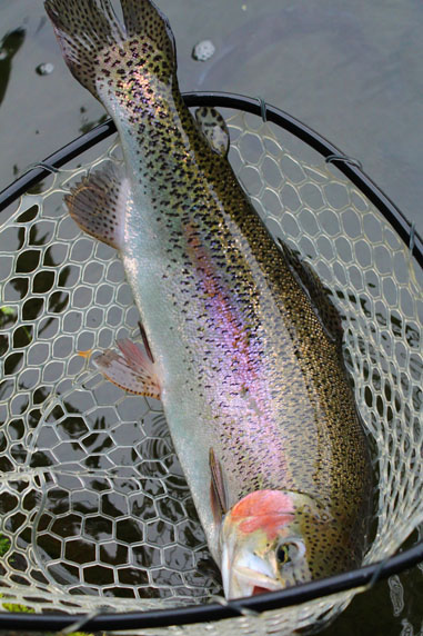 小菅トラウトガーデン 釣果