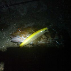 浜名湖 弁天島 メバリング